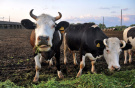 «А сколько корова даёт молока?» – рязанские бурёнки в лидерах России по надою