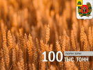 В Александро-Невском районе намолочено свыше 100 тысяч тонн зерна
