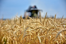 Рязанские аграрии приступили к уборке пшеницы и гороха