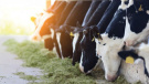 Рязанские аграрии заготавливают корма для растущего поголовья животных